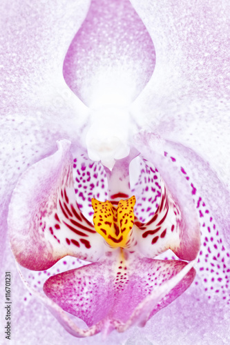 Phalaenopsis Orchid