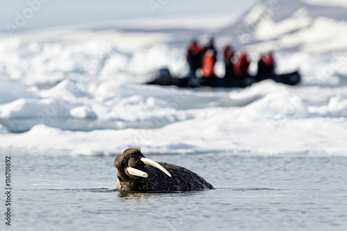 Walrus - Odobenus rosmarus photo