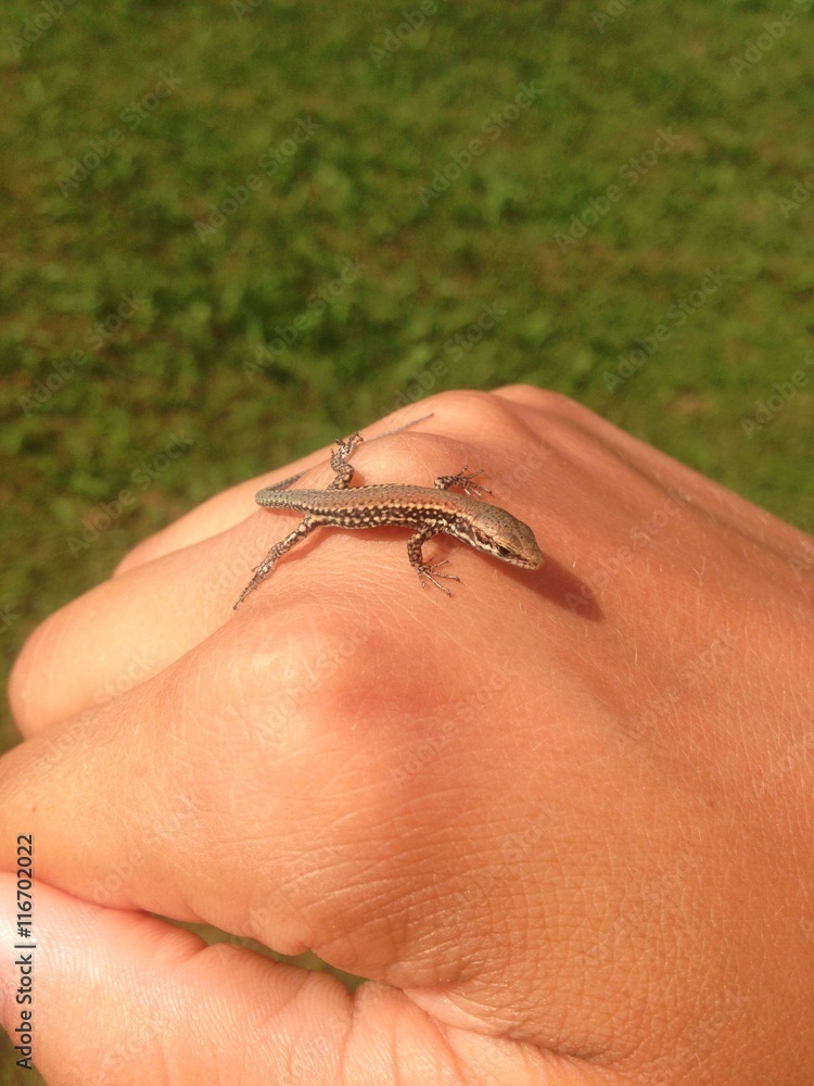 Obraz premium Gecko on female hand
