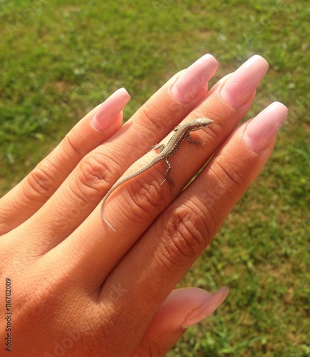 Gecko on female hand
