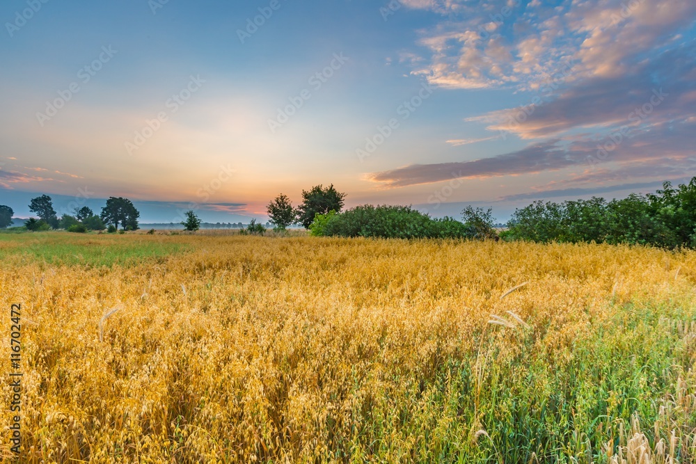Beautiful cereal field landscape photographed at sunrise