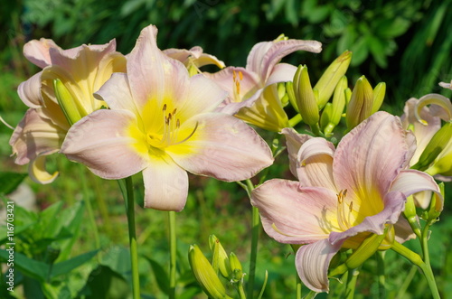Fototapeta Naklejka Na Ścianę i Meble -  The flowers of Daylily (lat. Hemerocаllis)