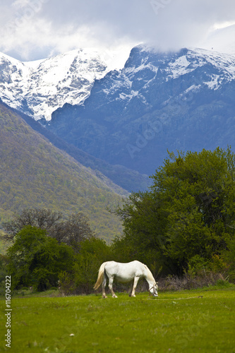 white horse in the mountain