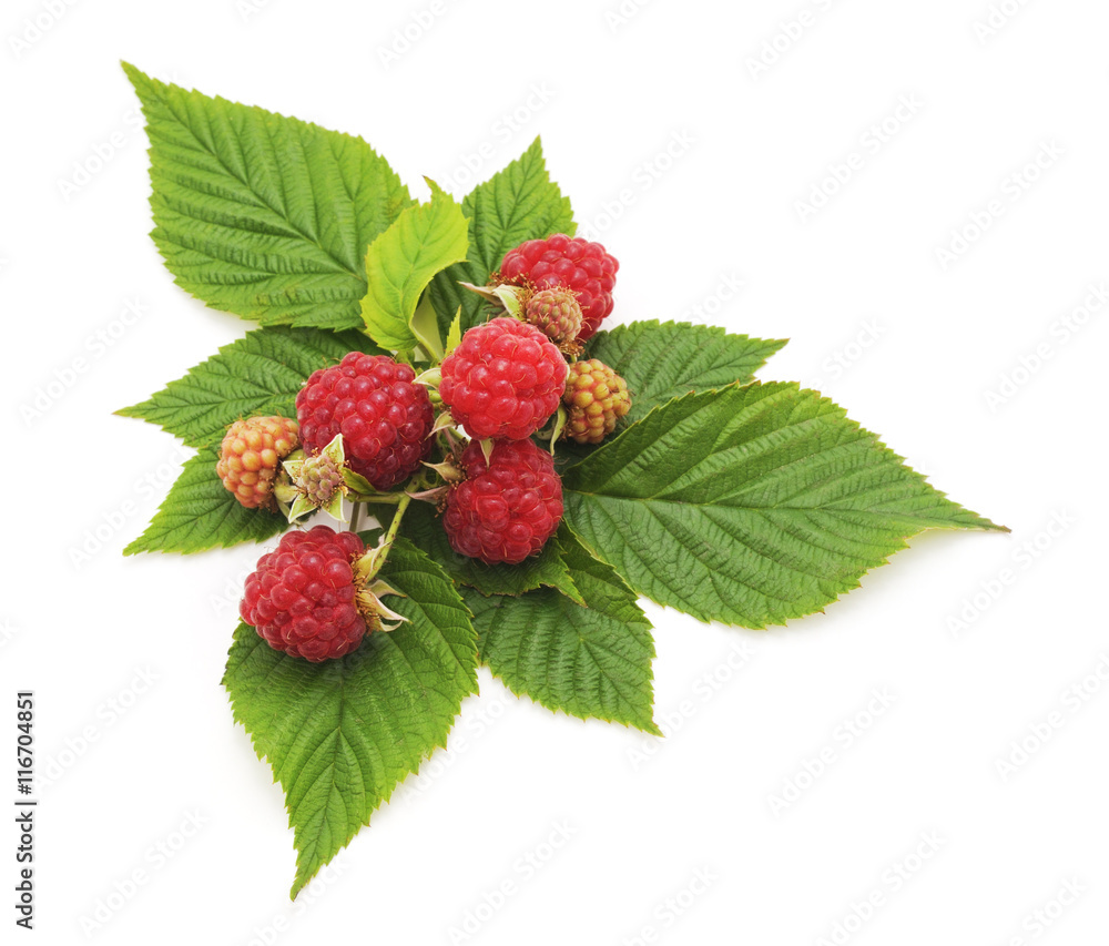Berries raspberries. Berries raspberries.