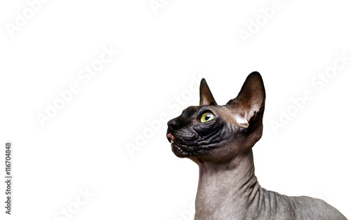 Beautiful sphynx cat portrait on white background