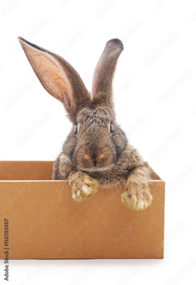 Fototapeta premium Rabbit in the box.