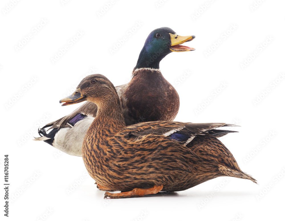 Wild ducks. Wild ducks.