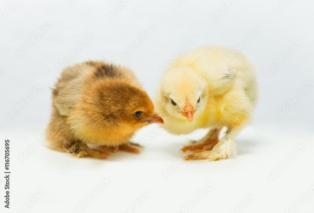 Fototapeta premium chickens on white background