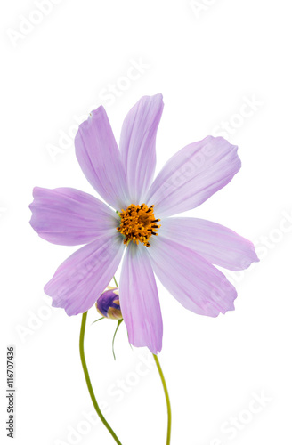 Beautiful Cosmos Flower isolated