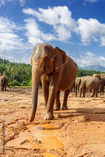 Canvas Print Herd of elephants in the nature