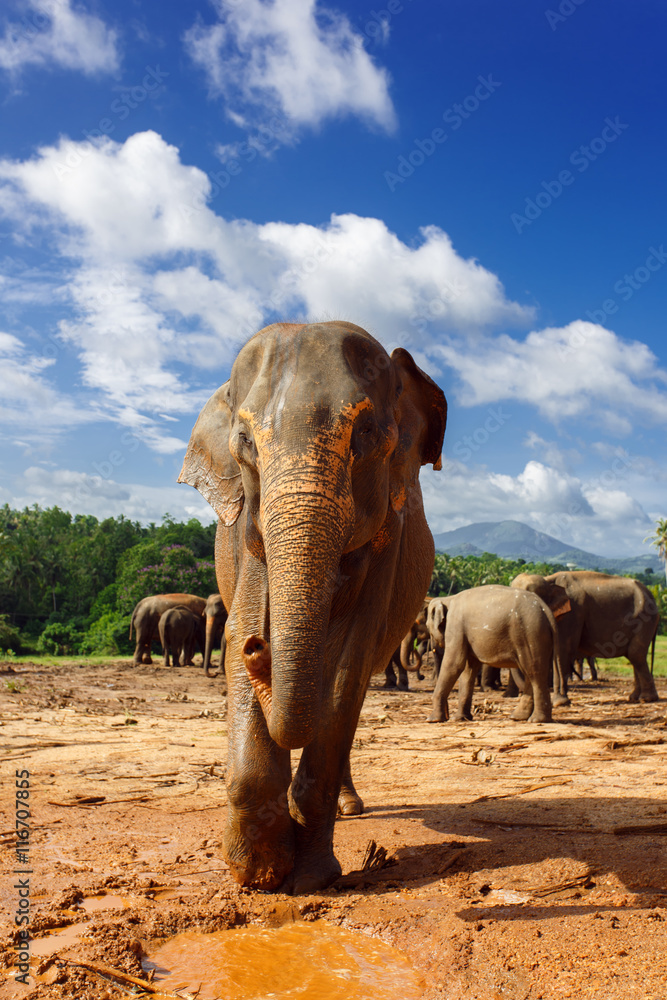 Obraz premium Herd of elephants in the nature
