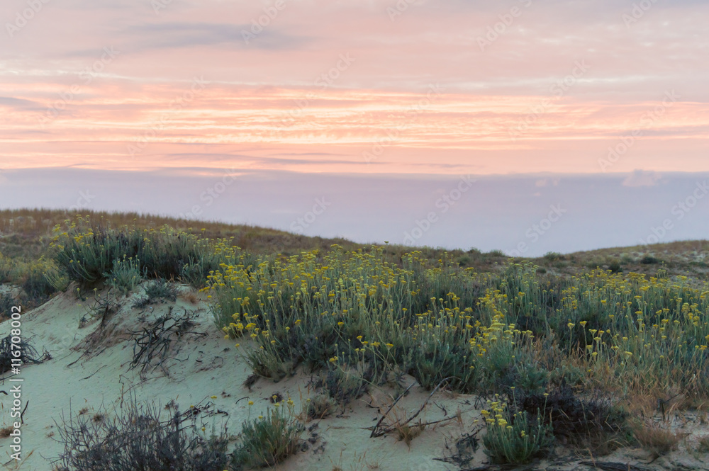 Dune covered with vegetation in the light of the setting sun. Dune covered with vegetation in the light of the setting sun.