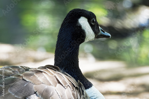 Close up of a Canada Goose sitting on the banks of a lake.