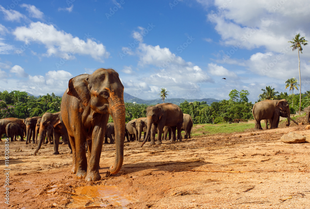 Naklejka premium Herd of elephants in the nature