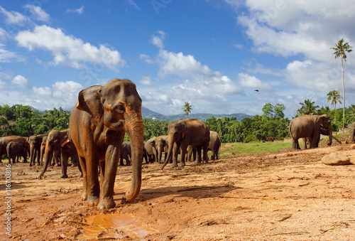 Herd of elephants in the nature