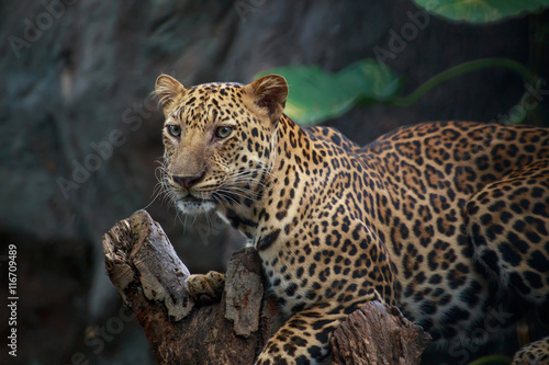 Leopard on a branch.