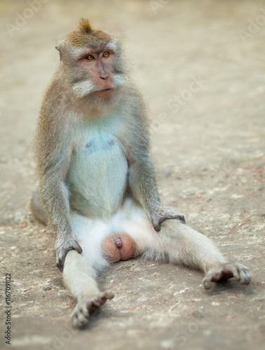 Male monkey funny sitting on ground. Macaque crabeater from Bali