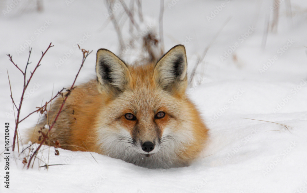 Obraz premium Red Fox