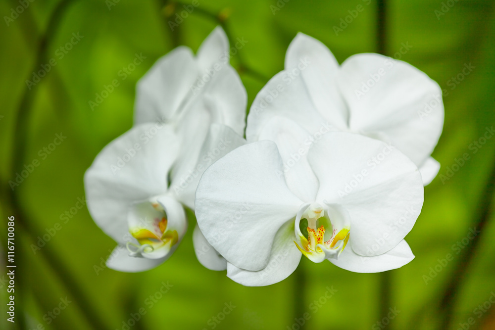 White orchid flowers close-up. Indonesia, Bali White orchid flowers close-up. Indonesia, Bali