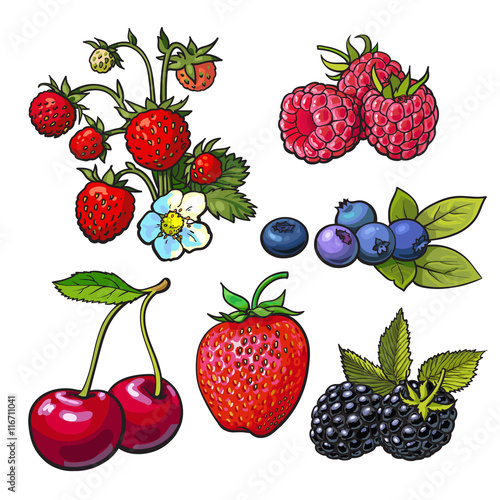 Collection of forest berries, vector illustration isolated on white background. Strawberry blueberry blackberry cherry raspberry. Set of fresh ripe berries, smoothie ingredients
