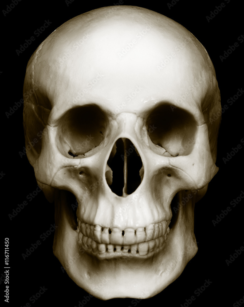 Skull isolated on dark background Skull isolated on dark background