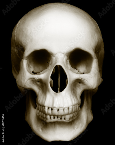 Skull isolated on dark background