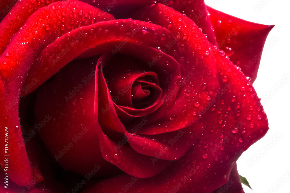 Fototapeta premium One big ripe red rose close