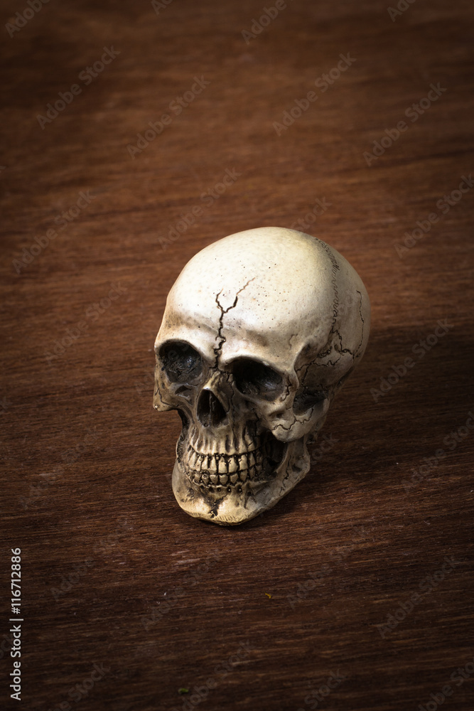 Skull on wooden background, still life Skull on wooden background, still life