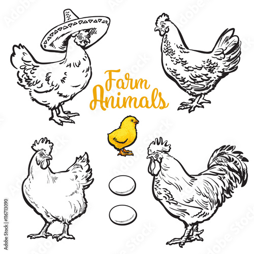 Set of different chickens, vector sketch hand-drawn illustration isolated on white background. three hens, rooster chick and different eggs. chicken sombrerro. bird family