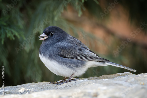 A Dark-eyed Junco, Junco hyemalis photo