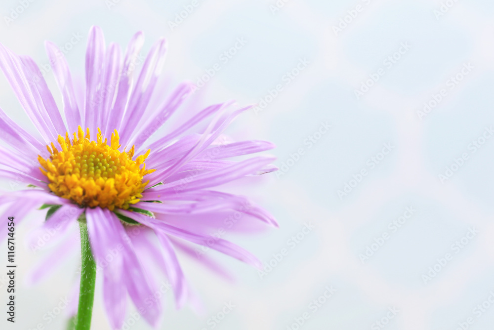 Beautiful violet daisy, close up