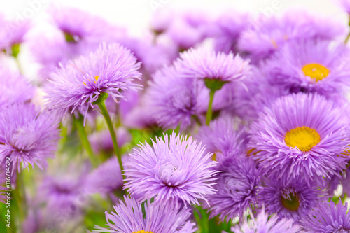 Beautiful violet daisies, close up