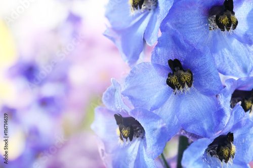 Print op canvas Beautiful blue delphinium flowers, close up