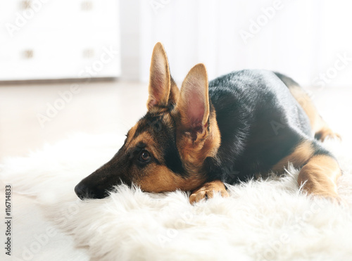 Cute dog shepherd on carpet
