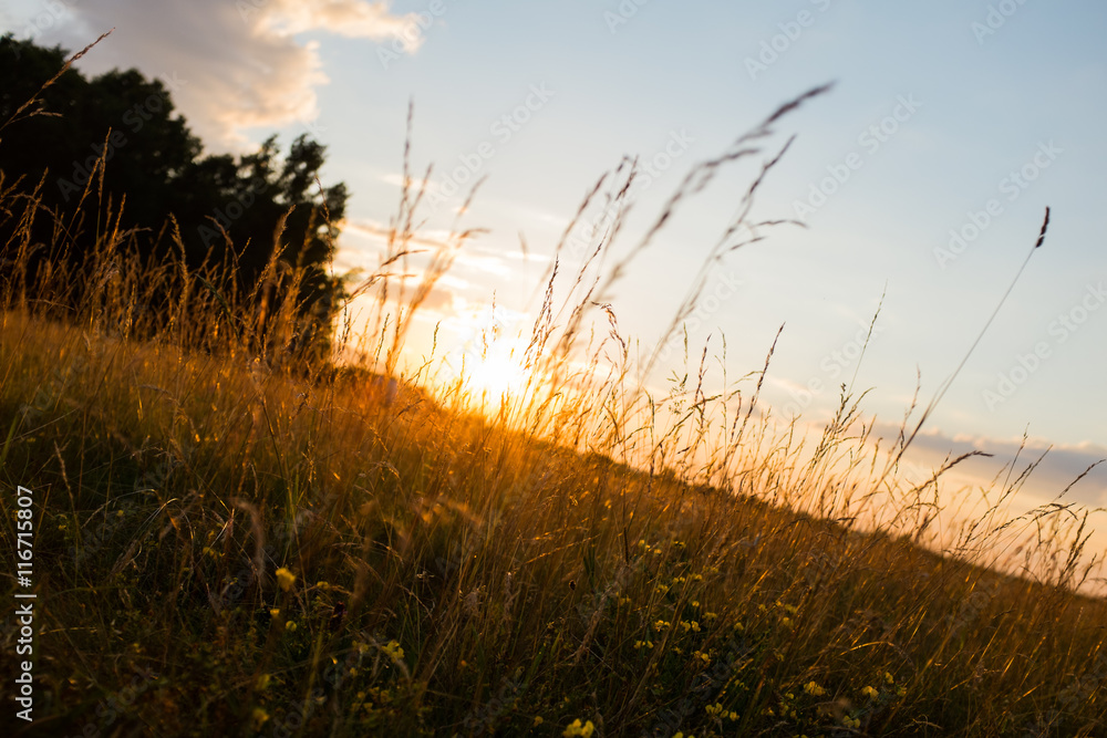 Fototapeta premium Country field in the the setting sun rays, sunset backlight