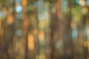 Fotobehang Hotel Wazig dennenbos met groene bokeh  © 621513