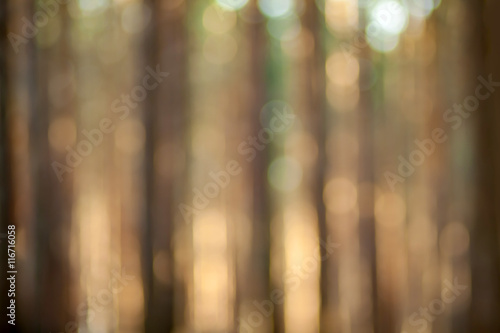 Obraz na płótnie Blurry nature wallpaper. Pine forest bokeh background. Green defocused backdrop for your design. w salonie