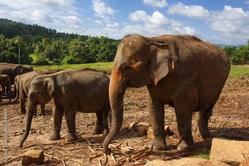 Fototapeta premium Herd of elephants in the nature
