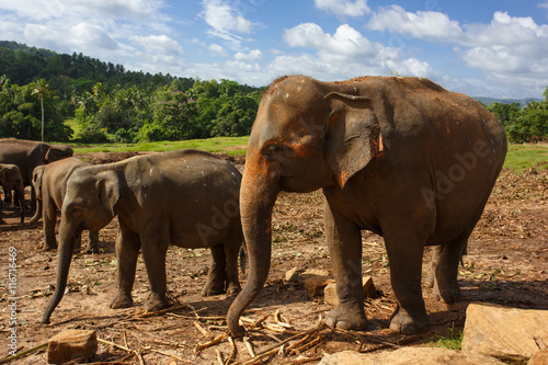 Photography Herd of elephants in the nature