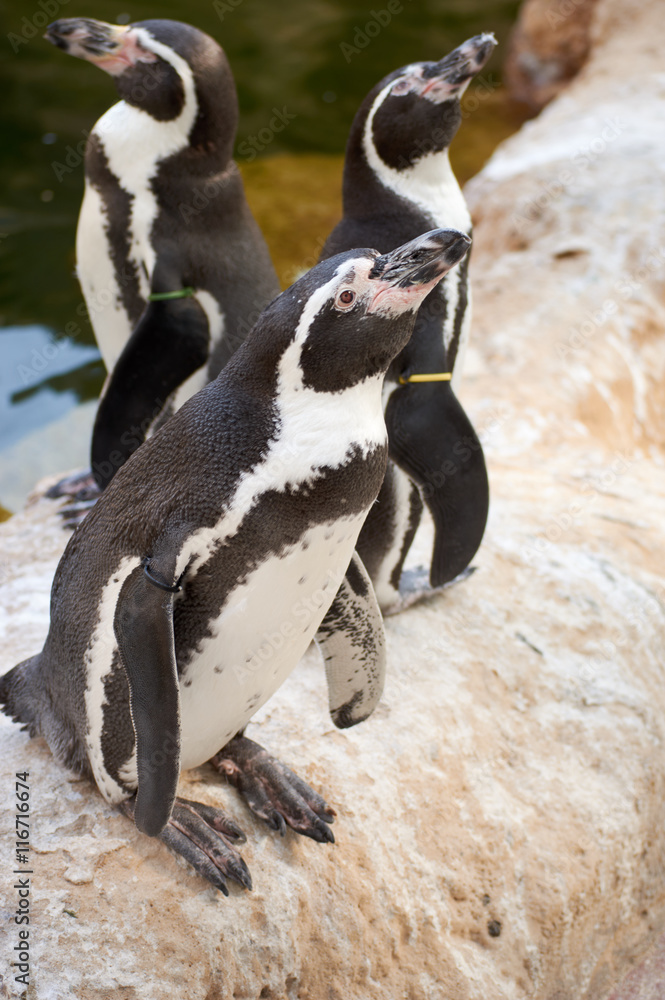 Obraz premium penguin on the stone