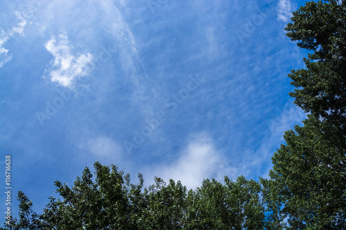 Tree canopy against the blue sky in summer  Milton Keynes  UK