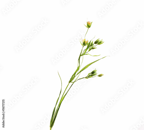 Dried flower on background