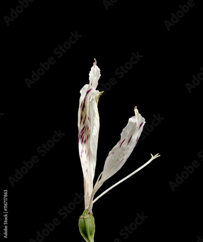 Dried flower on background