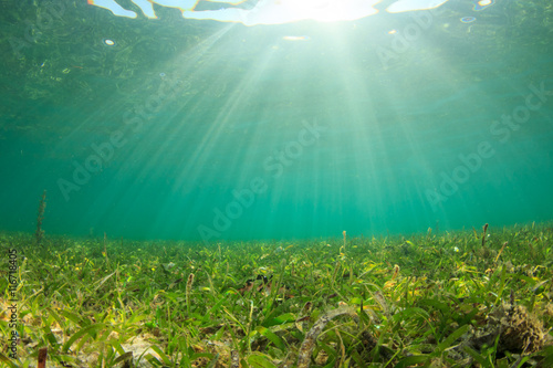 Underwater ocean background, seagrass and sunlight photo