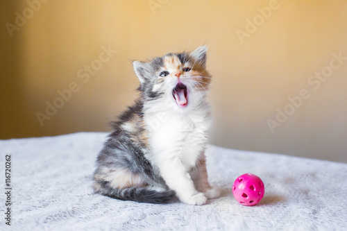 beautiful tricolor kitten with an open mouth. yawns. age 3 month