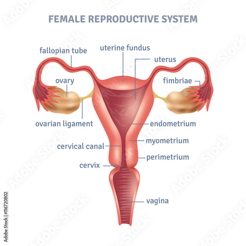 Uterus Poster Illustration photo