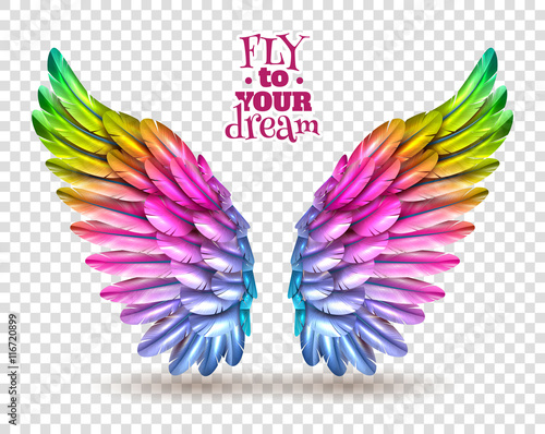 Color Wing Transparent Set