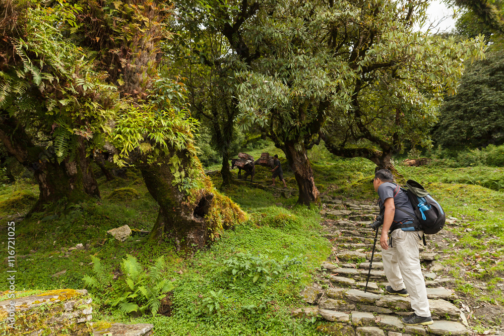 Backpacker trekking to Ghorepani village in Annapurna area, Nepa Backpacker trekking to Ghorepani village in Annapurna area, Nepa