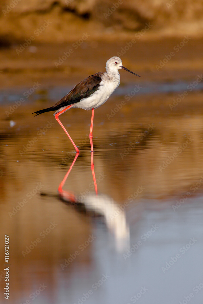 Black-Winged Stilt