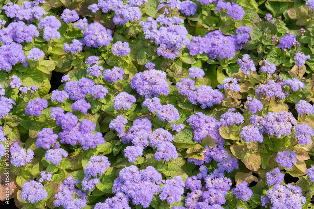 Blooming Ageratum houstonianum on a bed as a background for design Blooming Ageratum houstonianum on a bed as a background for design